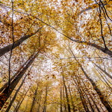 Autumn in the Ardennes